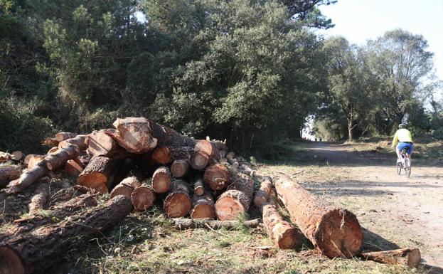 La Comisión de Urbanismo rechaza legalizar la tala de árboles en el bosque de Loredo