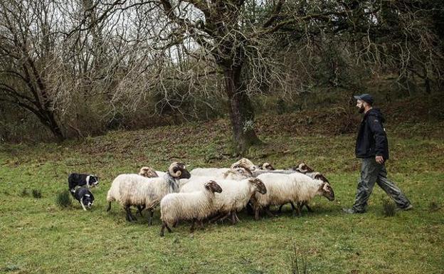 Exhibición de pastoreo con perros en el Parque de la Naturaleza de Cabárceno