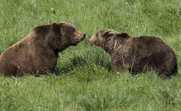 Muere la osa Tola, la 'novia' de Furaco