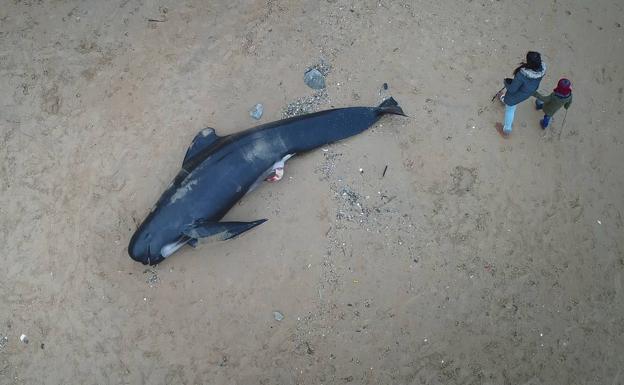 Aparece el cuerpo de un calderón en la playa de Langre