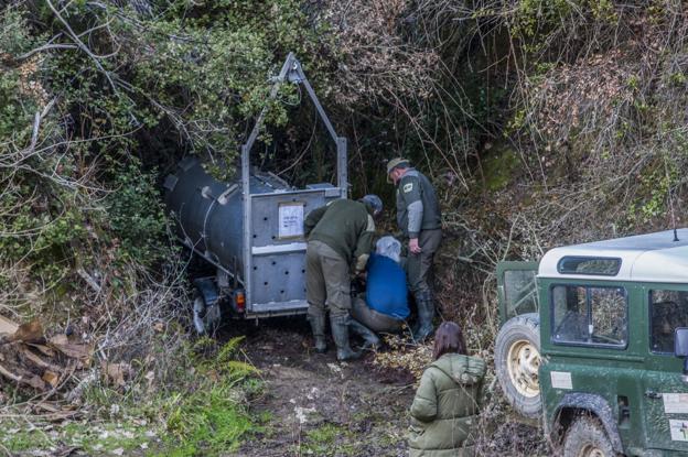 Medio Natural trata de atrapar al osezno herido con el método de captura de 'Güela'