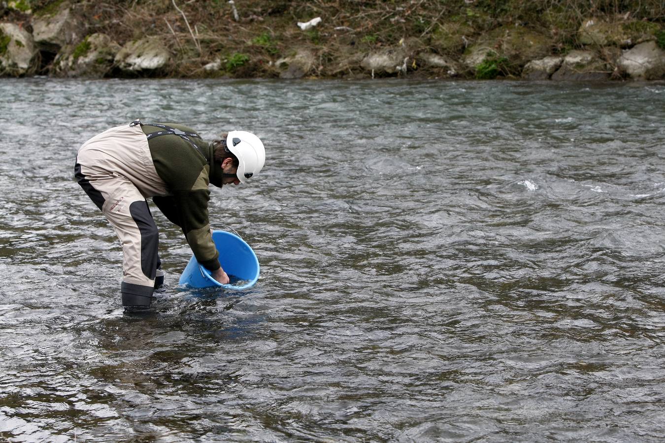 Pesca suelta casi 6.000 alevines de salmón para repoblar la especie en el río Besaya