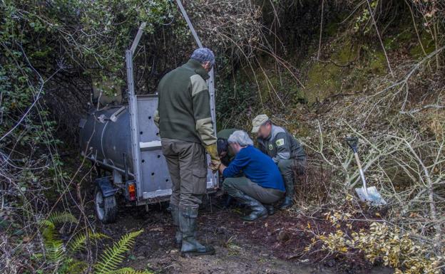 Los tramperos consiguen atrapar al osezno herido de Cambarco