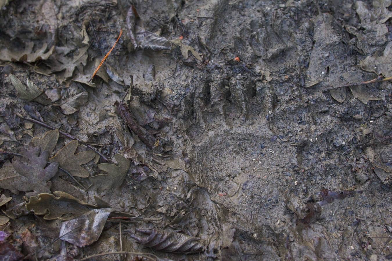 Los osos, más cerca de los hombres en la Cordillera Cantábrica