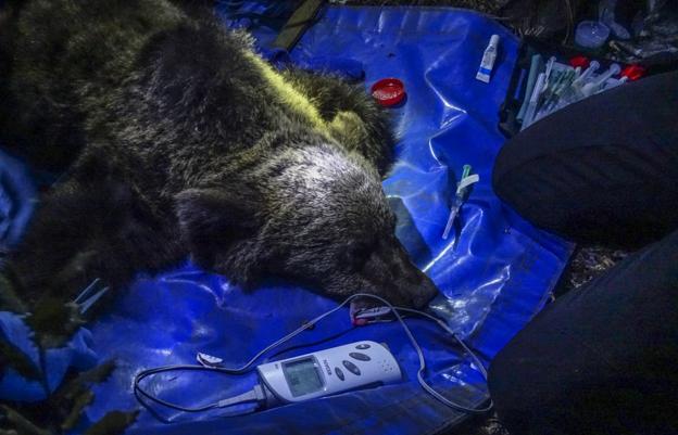 «A simple vista, la herida del oso no encaja con un disparo»