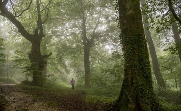 Cantabria prepara planes para proteger especies de la flora en peligro de extinción