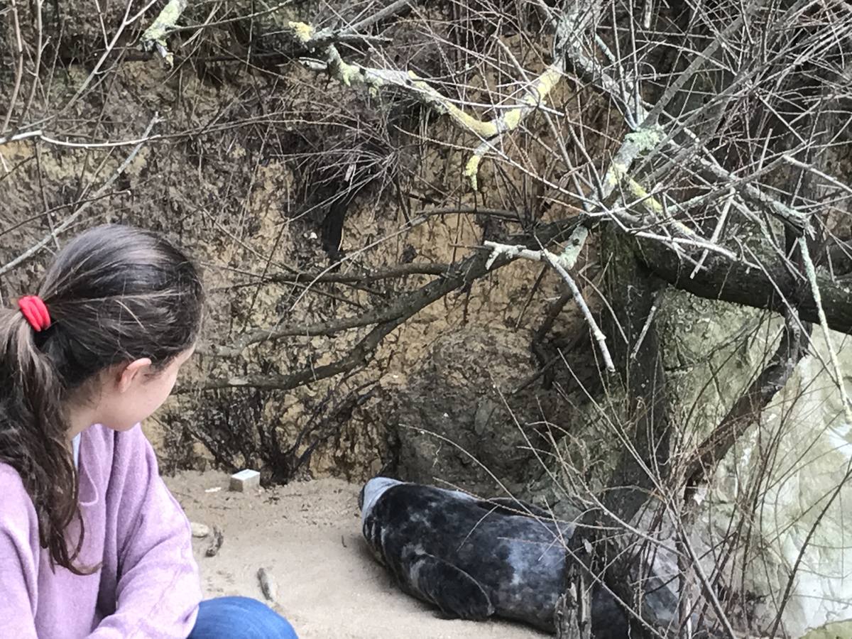 Una pequeña foca en la playa de Bikinis