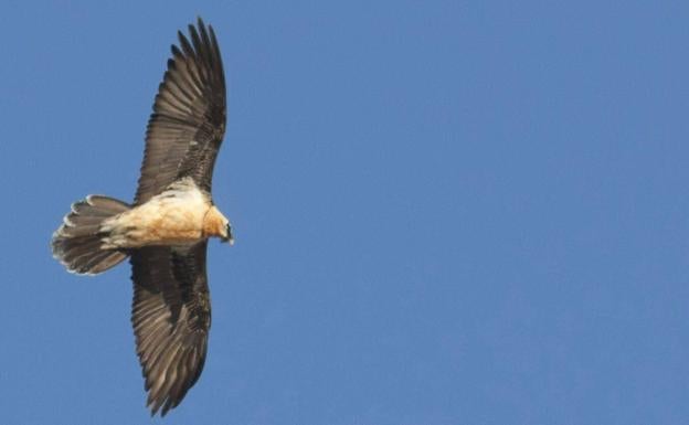 Localizado muerto uno de los quebrantahuesos liberados en Picos de Europa