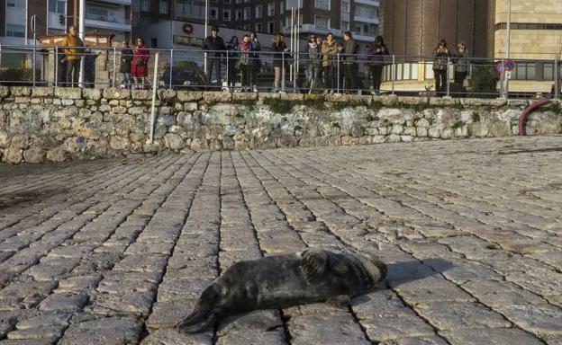 La foca turista de Puertochico