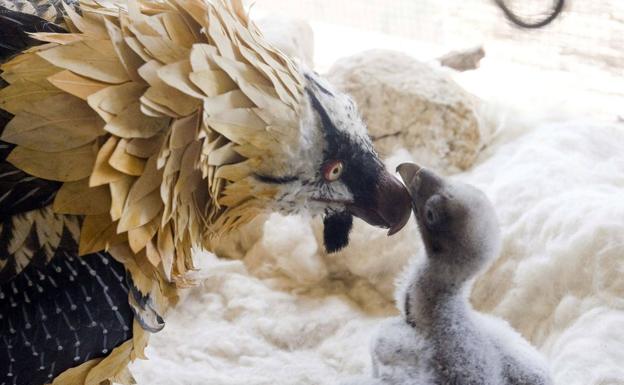 Una pareja de quebrantahuesos incuba en Picos de Europa