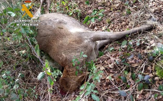 Detenido un cazador furtivo que decapitó a un venado en Ucieda para llevarse su cornamenta
