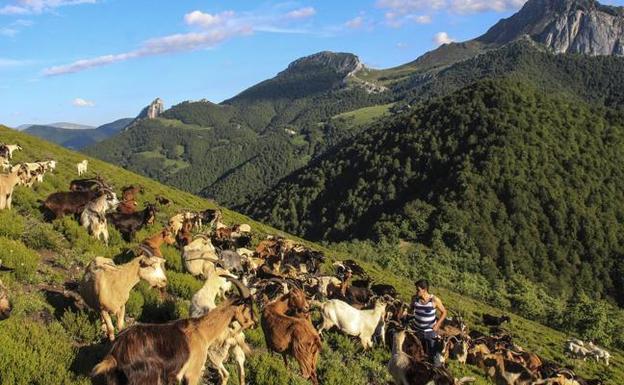 El cabrito, un lujo cántabro