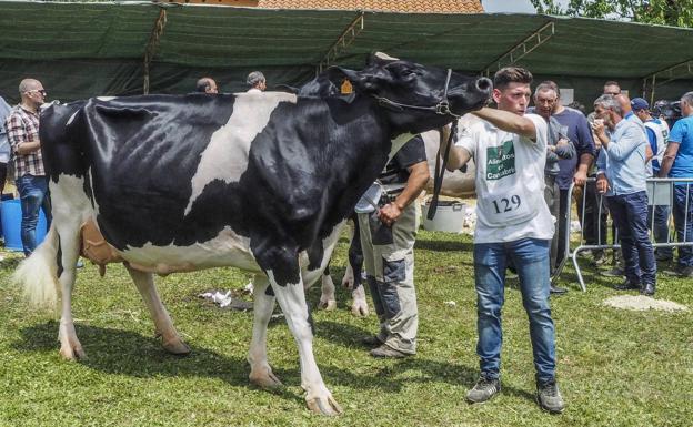 Secuenciado por primera vez el genoma completo de la vaca frisona