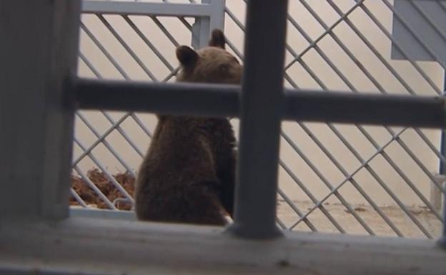 El oso 'Beato' será liberado en Liébana en los próximos días