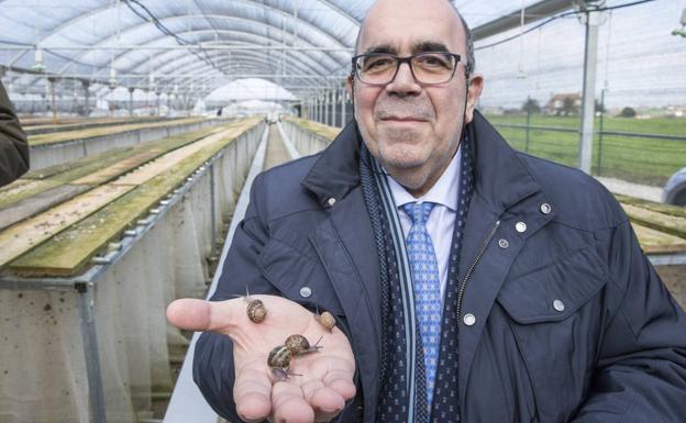 Una granja de Loredo producirá cada mes y medio 60 toneladas de caracoles para alimentación y cosmética
