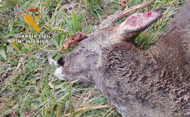 Abate un corzo de dos tiros sin bajarse del coche en el coto de Val de San Vicente