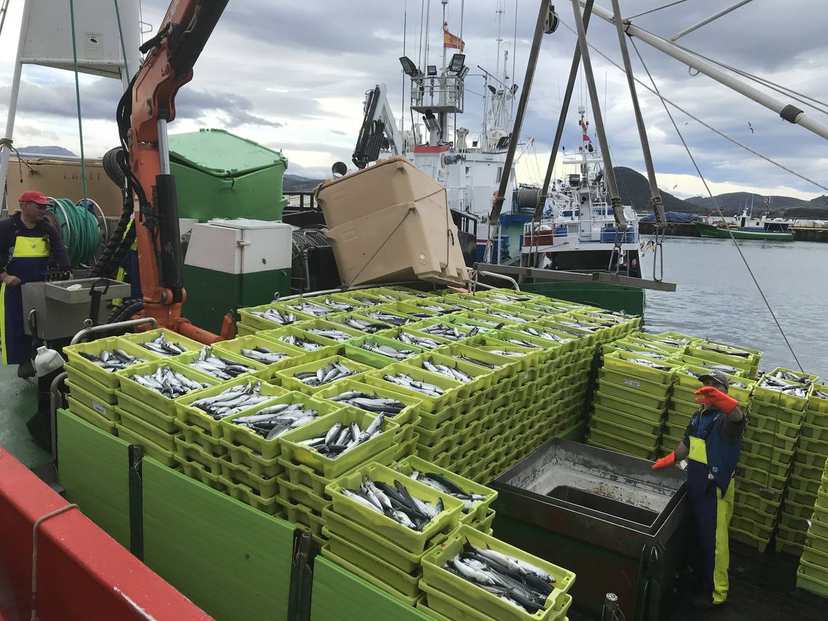 El verdel llega a los puertos de Cantabria