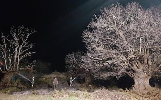 Incendiados dos castaños centenarios en El Habario