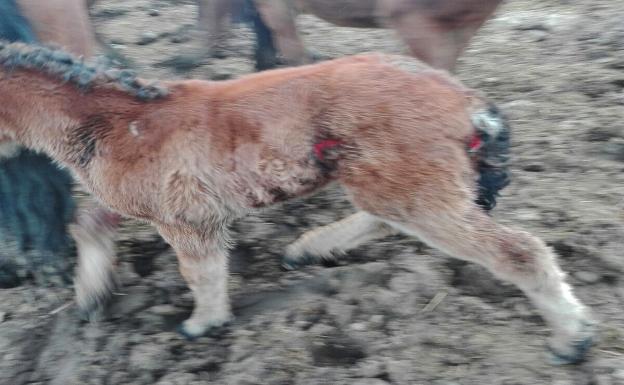 Los lobos ponen en jaque a los ganaderos de Arenas de Iguña