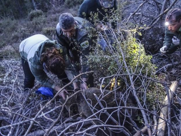 'Beato' seguirá cautivo hasta que mejore el tiempo y haya brotes en los bosques