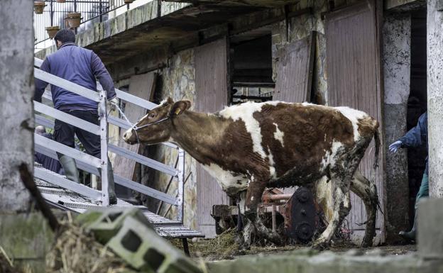 El juez requisa a un ganadero de Gama 23 vacas «por su estado de abandono»