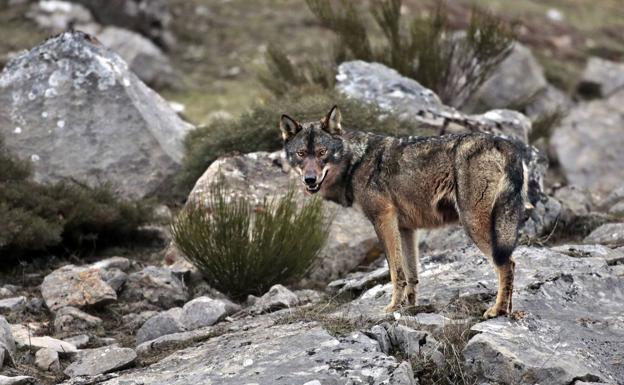 El Patronato de Picos da el visto bueno al sacrificio de lobos dentro del Parque