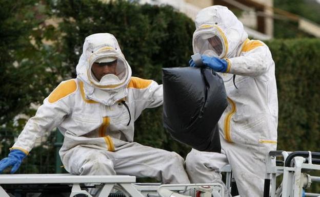 Camargo se blinda contra la avispa asiática