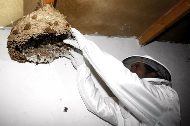 Una empresa instalará trampas en Torrelavega para erradicar la avispa asiática