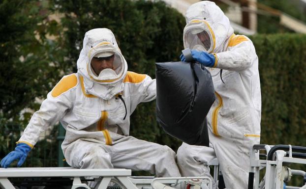 Camargo coloca 125 trampas para frenar la invasión de la avispa asiática