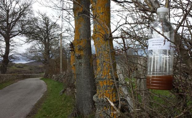 El municipio de Campoo de Yuso declara la guerra a la avispa asiática