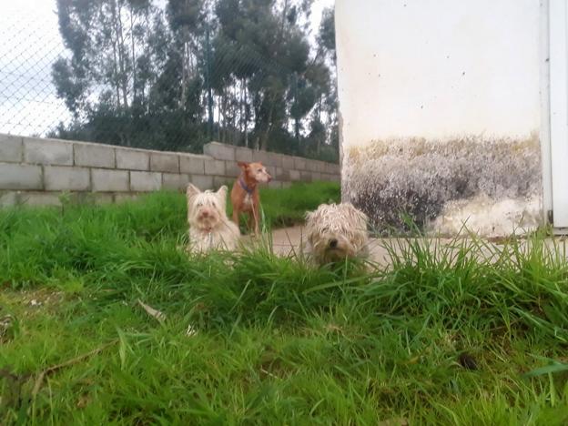 Encuentran en Sierra de Ibio a tres perros desaparecidos en Córdoba tres días antes