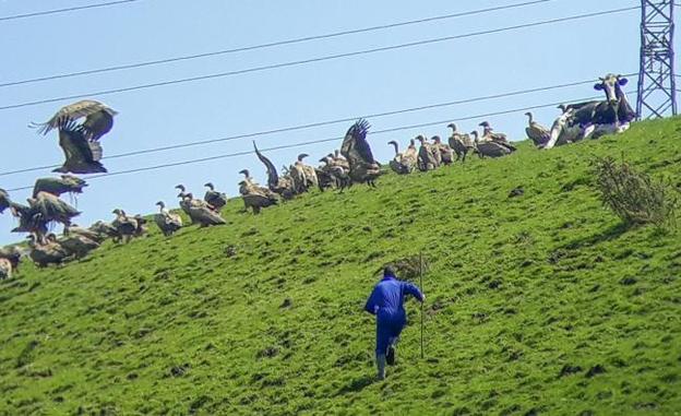 Dos vecinos de Beranga ahuyentan a una bandada de buitres que acorralaba a una vaca herida