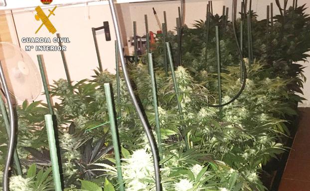Desmantelada una plantación de marihuana en el garaje de una vivienda de Camargo