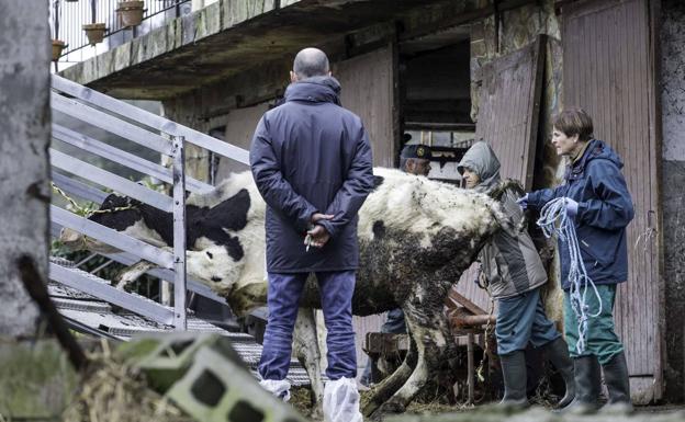 Podemos lleva al Parlamento el sacrificio de las 23 vacas de Gama