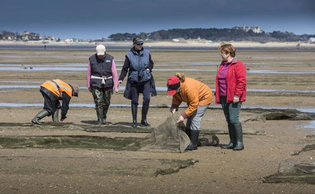 El Gobierno encomienda a MARE el control sanitario de las zonas de producción de moluscos bivalvos de Cantabria