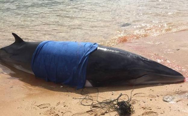 Una ballena de 6 metros vara en la playa de Bikini
