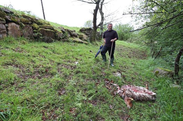 Los lobos matan a dos ovejas en una finca de Ucieda junto a la carretera