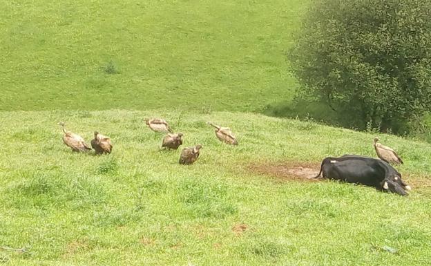 Una bandada de buitres mata a una vaca en Revilla de Camargo