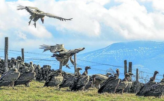 «Hay que dejar el ganado muerto en el monte para evitar ataques de buitres»