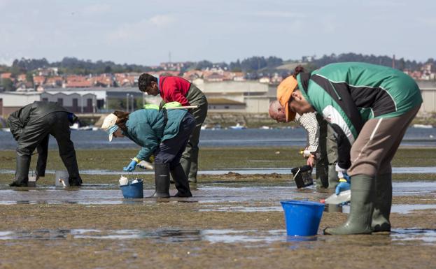 Cantabria prohíbe el marisqueo en las zonas de sembrado de almeja de la bahía de Santander