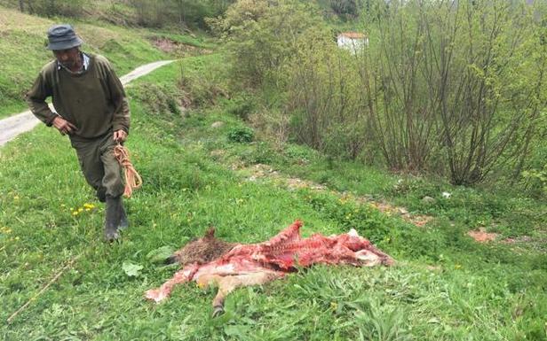 Los lobos acechan Tudanca y matan potros «a veinte metros» de las viviendas