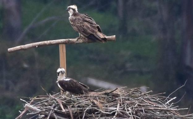 'Txurriko' y 'Vanda', el reencuentro más esperado en la Bahía de Santander