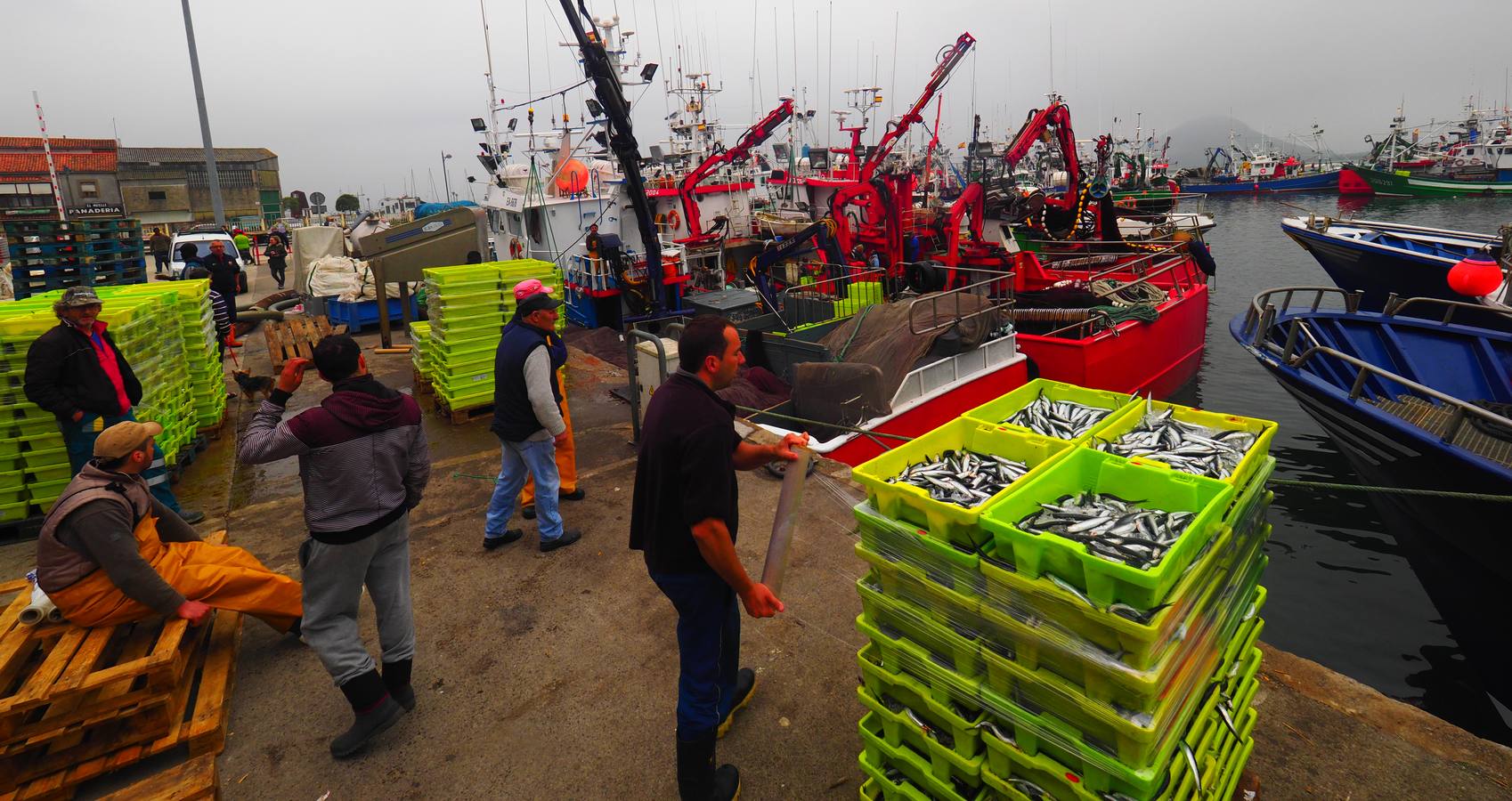 Entra en las lonjas de Cantabria un millón de kilos de bocarte