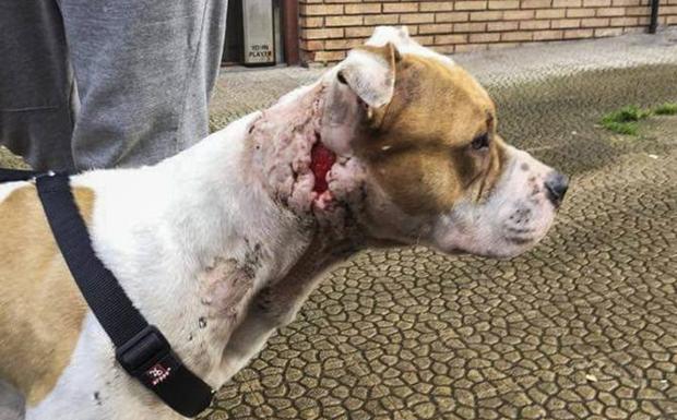 El Seprona investiga a un menor de 17 años por maltrato y abandono animal