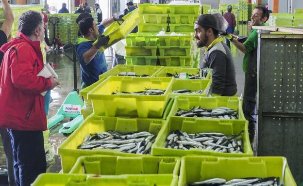Los pescadores del Cantábrico acuerdan una rebaja en el cupo diario de bocarte