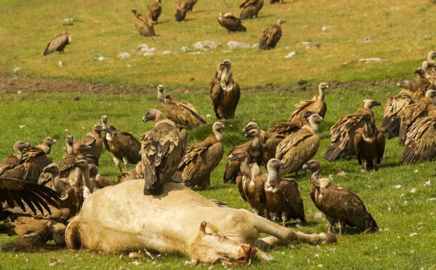 Los daños causados por la fauna salvaje le cuestan al Gobierno de Cantabria 470.000 euros