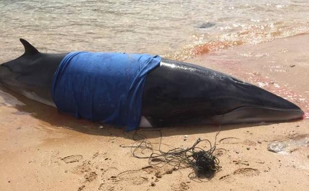 Trece delfines muertos fueron recogidos en las playas de Cantabria desde marzo