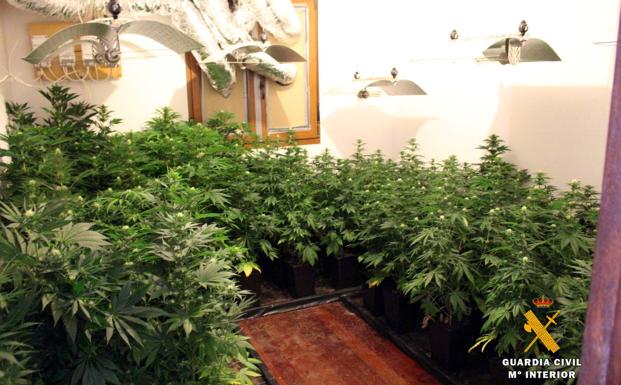 Suances es escenario de dos operaciones de la Guardia Civil relacionadas con la venta de marihuana