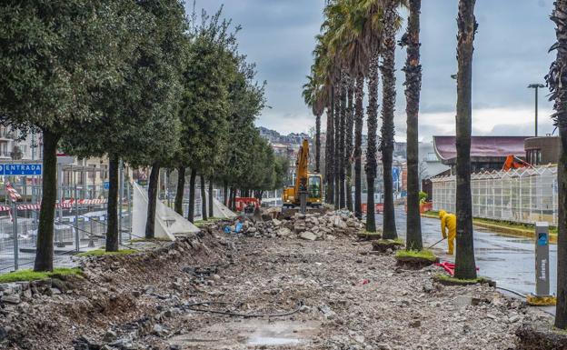 El Ayuntamiento de Santander sustituirá las 21 encinas de la Estación Marítima por 16 arces