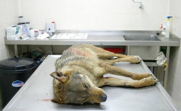 Los jueces endurecen las condiciones para matar lobos